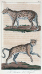1. La Panthère. 2. Le Leopard.