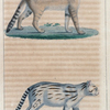 1. Le Colocolo. 2. Le Chat botté.