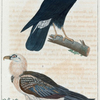 1. Le caracara noir; 2. Le gypaëte.