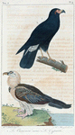 1. Le caracara noir; 2. Le gypaëte.