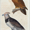 1. L'Aigle à queue étagée; 2. L'Autour destructeur.