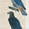 1. Le cymindis bec en croc; 2. Le Cymindis bec en hameçon.