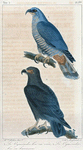 1. Le cymindis bec en croc; 2. Le Cymindis bec en hameçon.