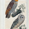 1. La chouette des pagodes; 2. La chouette du Canada.