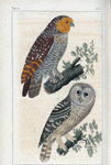 1. La chouette des pagodes; 2. La chouette du Canada.