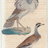 1. Le Houbara; 2 L'Outarde de Nubie.