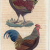1. Le Coq bronzé; 2. Le Coq Ayamalas.