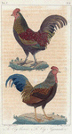 1. Le Coq bronzé; 2. Le Coq Ayamalas.