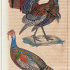 1. Le Dindon sauvage; 2. Le Méléagre œuillé.