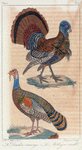 1. Le Dindon sauvage; 2. Le Méléagre œuillé.