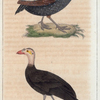 1. Le Pintade huppée; 2. Le talégale de Cuvier.