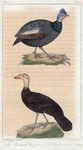 1. Le Pintade huppée; 2. Le talégale de Cuvier.