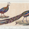1. Le paon specifère; 2. Le monaul impéyan.
