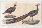 1. Le paon specifère; 2. Le monaul impéyan.