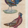 1. Le houppifère Makartney; 2. Le tragopan Népaul.