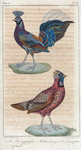 1. Le houppifère Makartney; 2. Le tragopan Népaul.