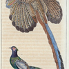 1. L'Argus luen; 2. Le faisan versicolor.