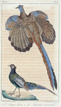 1. L'Argus luen; 2. Le faisan versicolor.