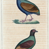 1. Le Cryptonyx, mâle; 2. Jd. femelle.