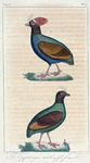 1. Le Cryptonyx, mâle; 2. Jd. femelle.