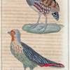 1. Le perdrix mégapode; 2. Le francolin ensanglanté.