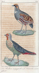 1. Le perdrix mégapode; 2. Le francolin ensanglanté.