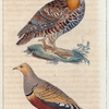 1. Le Tétras cupidon; 2. Le ganga ventre brulé.