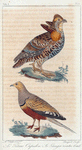 1. Le Tétras cupidon; 2. Le ganga ventre brulé.