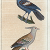 1. Le pigeon couronné; 2. Le pigeon de Longup.