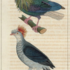 1. Le pigeon de Nicobar; 2. Le Pigeon à double huppe.