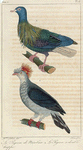 1. Le pigeon de Nicobar; 2. Le Pigeon à double huppe.