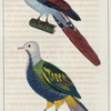 1. Le pigeon magnifique; 2. Le pigeon de Reinwardt.