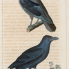 1. Le corbeau éclatant; 2. Le corbeau nasique.