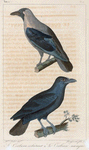 1. Le corbeau éclatant; 2. Le corbeau nasique.
