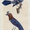 1. Le geai bleu huppé; 2. Le geai houpette.