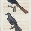 1. Le temia variable; 2. Le glaucope temnure.