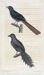 1. Le temia variable; 2. Le glaucope temnure.