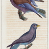 1. Le rolle de Madagascar; 2. Le petit rolle violet.