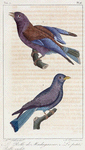 1. Le rolle de Madagascar; 2. Le petit rolle violet.