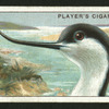 Avocet.