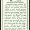 Avocet.