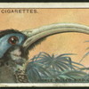 Sickle-billed bird of paradise.