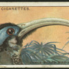 Sickle-billed bird of paradise.