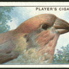 Crossbill.