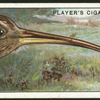 Curlew.
