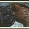 Musk-duck.