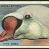King-eider.