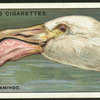 Flamingo.