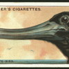 Frigate-bird.