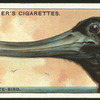 Frigate-bird.